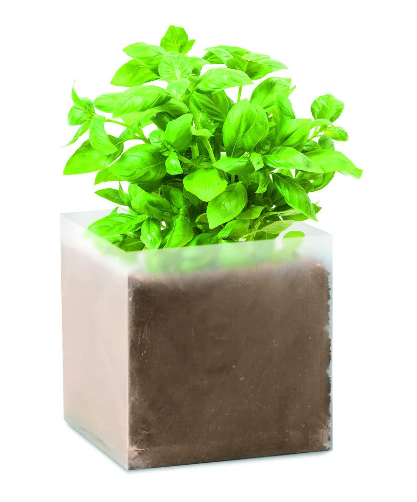 Basilicum zaadjes – Beige