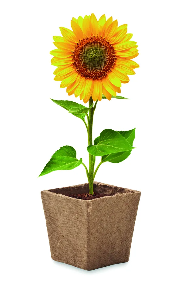 Sunflower Kit · Zonnebloem kweekset – Beige